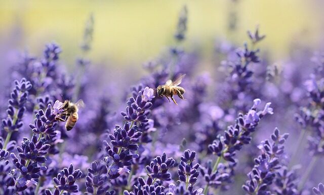 Ile miodu dają pszczoły?