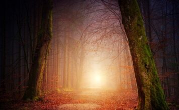 Jak rozmieścić oświetlenie w podbitce?